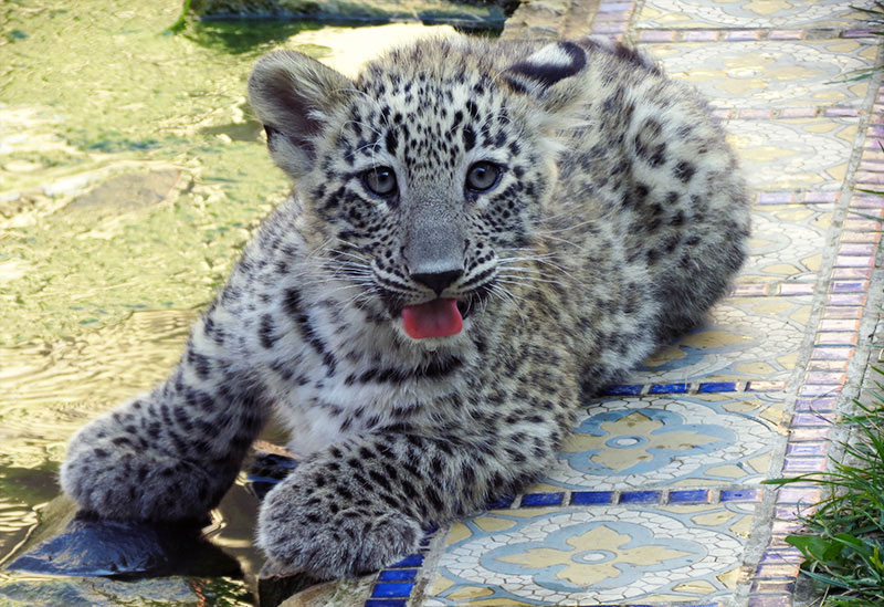 Persischer Leopard