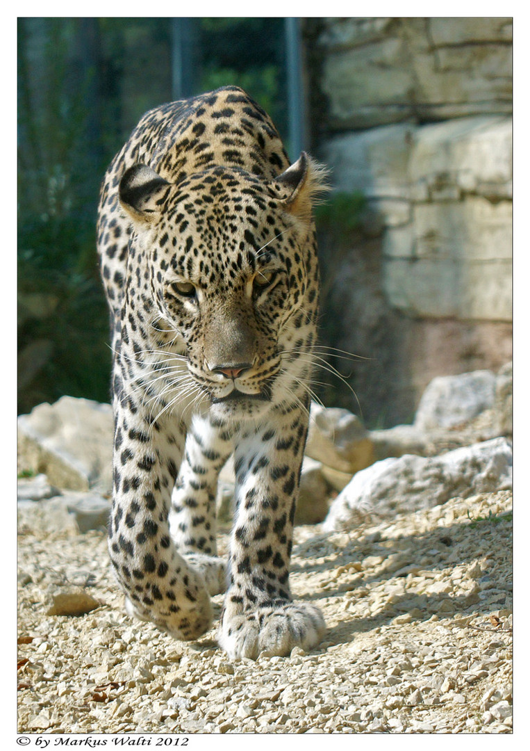 Persischer Leopard