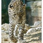 Persischer Leopard