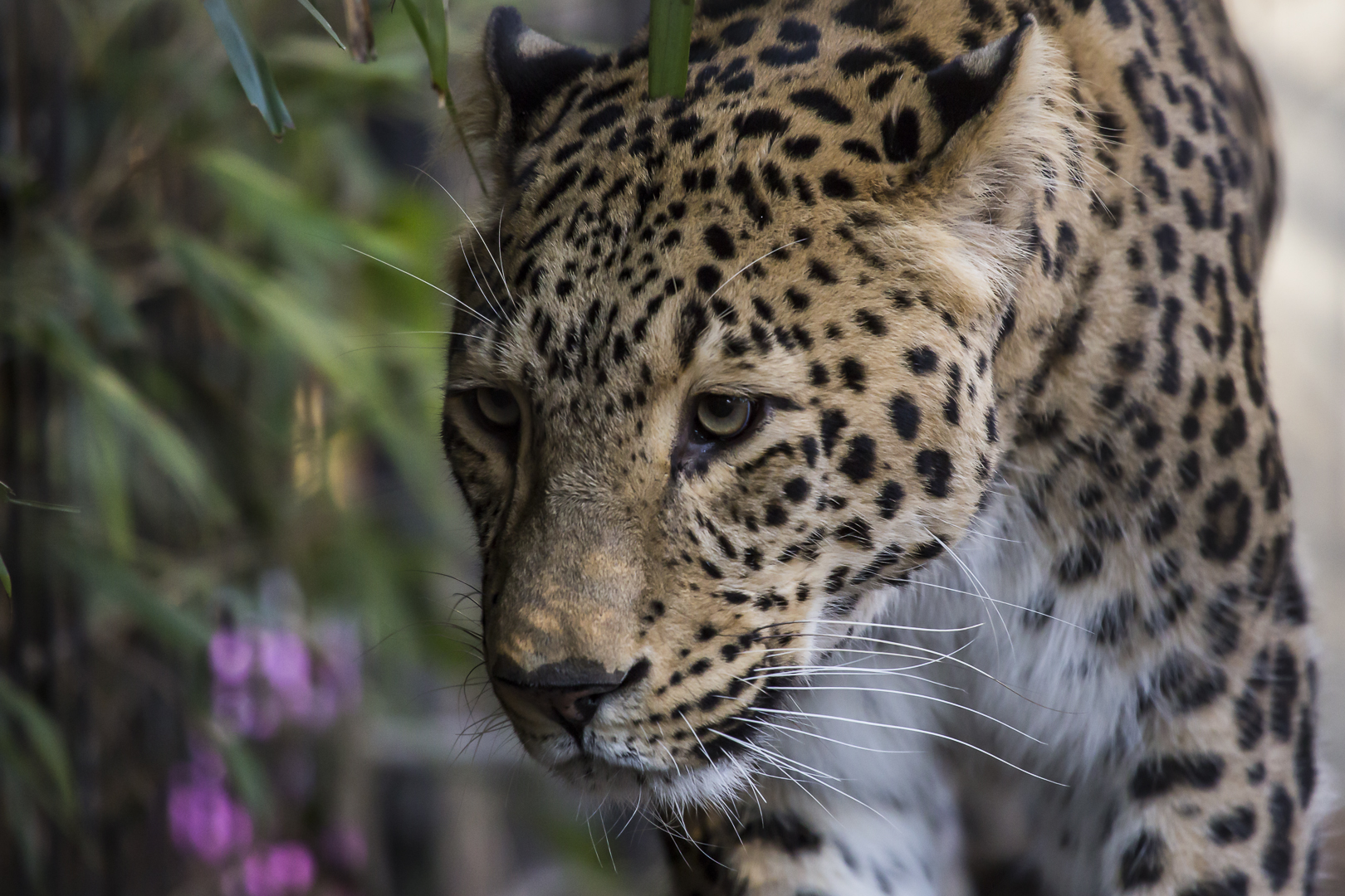 Persischer Leopard