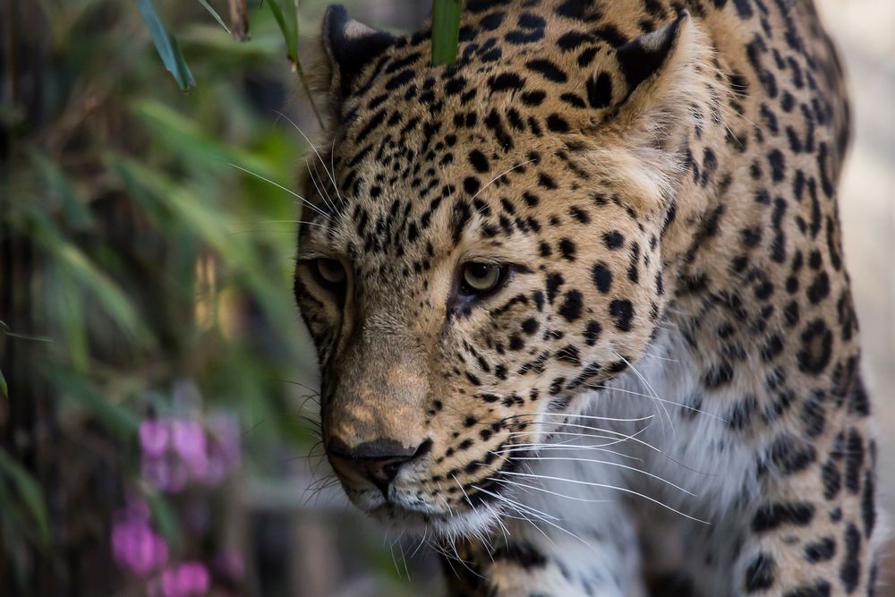 Persischer Leopard