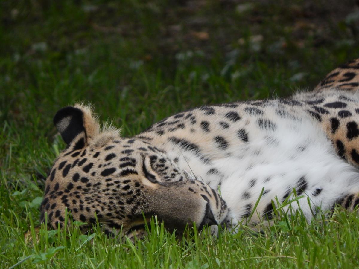 Persischer Leopard