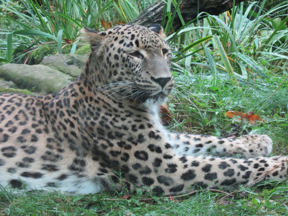 Persischer  Leopard im Kölner Zoo