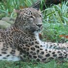 Persischer  Leopard im Kölner Zoo