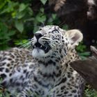 Persischer Leopard Jungtier