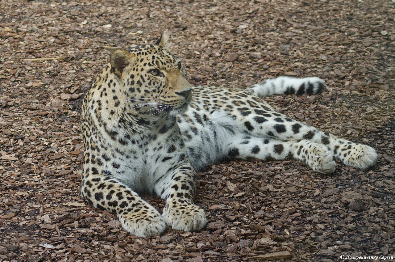 Persischer Leopard (Panthera pardus saxicolor = ciscaucasica)