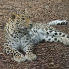 Persischer Leopard (Panthera pardus saxicolor = ciscaucasica)