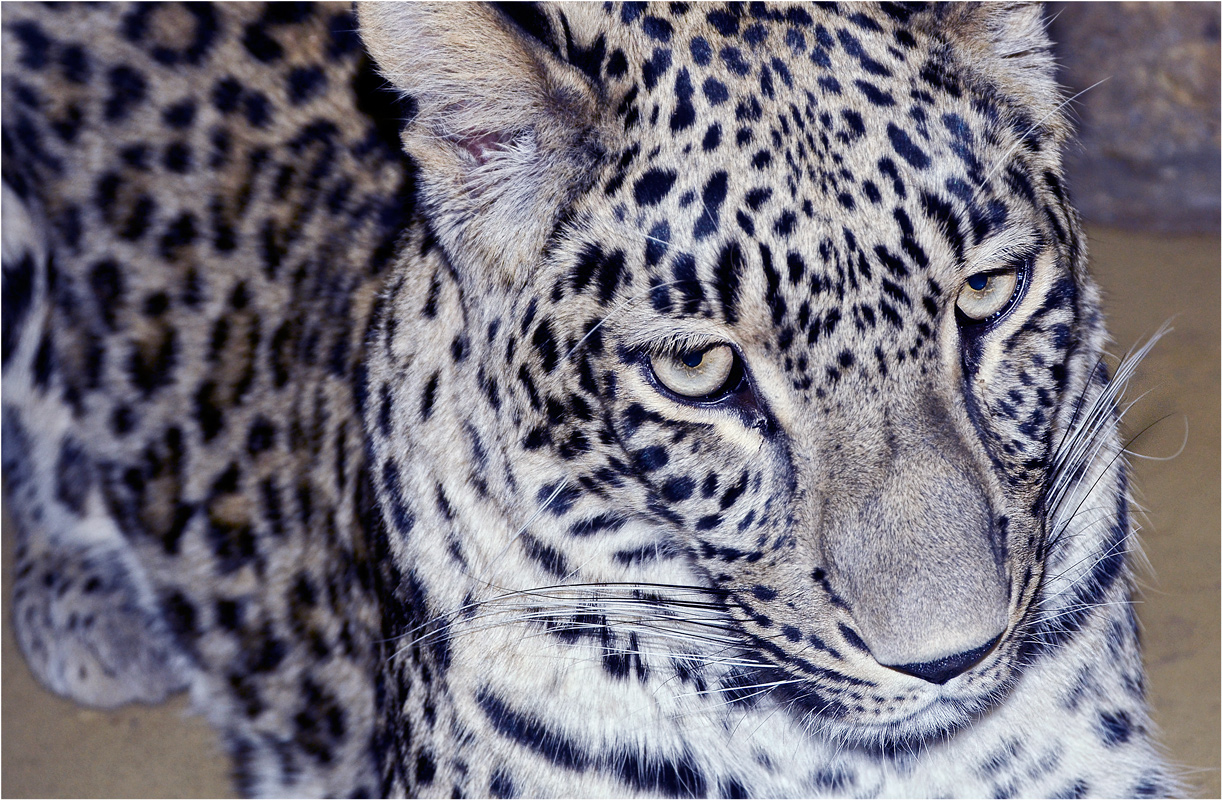 PERSISCHER LEOPARD-PORTRAIT