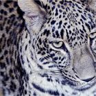 PERSISCHER LEOPARD-PORTRAIT