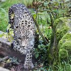 Persischer Leopard_E7I4687