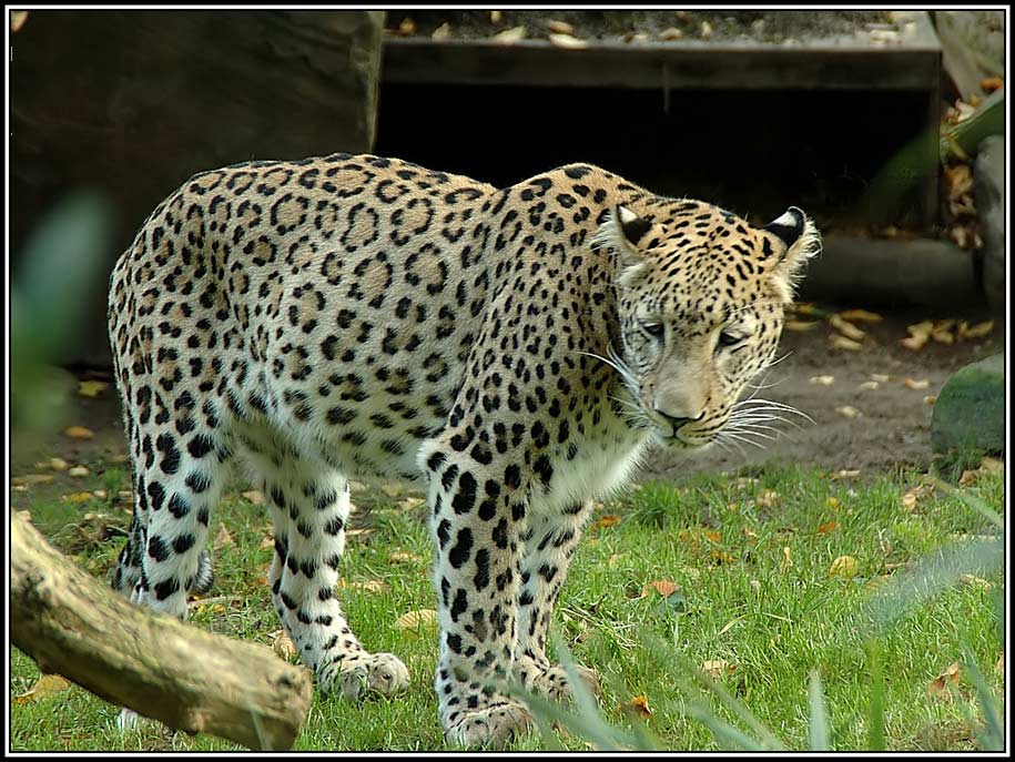 Persischer Leopard_Panthera pardus saxicolor