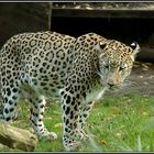 Persischer Leopard_Panthera pardus saxicolor