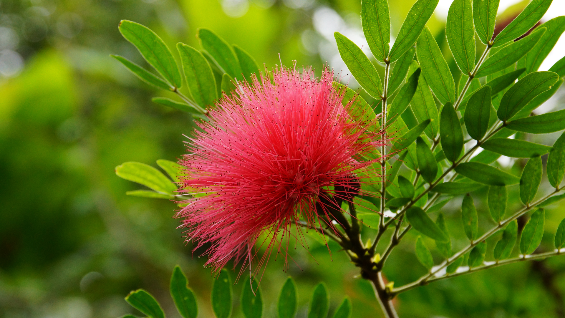 Persischer Seidenbaum - albizia julibrissin