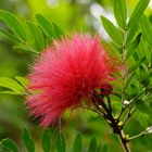 Persischer Seidenbaum - albizia julibrissin