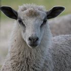 Persönlichkeit Schaf (Wensleydale)
