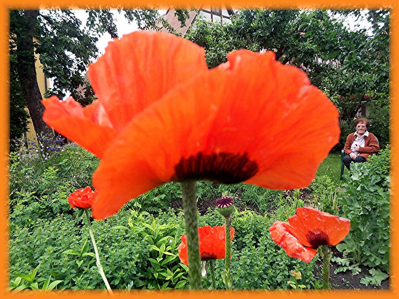 Person mit Mohn