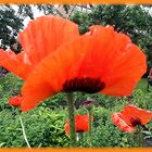 Person mit Mohn