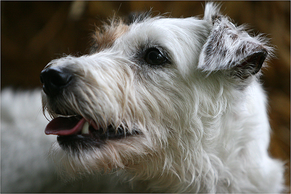 Person Russel Terrier im Profil