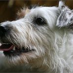 Person Russel Terrier im Profil