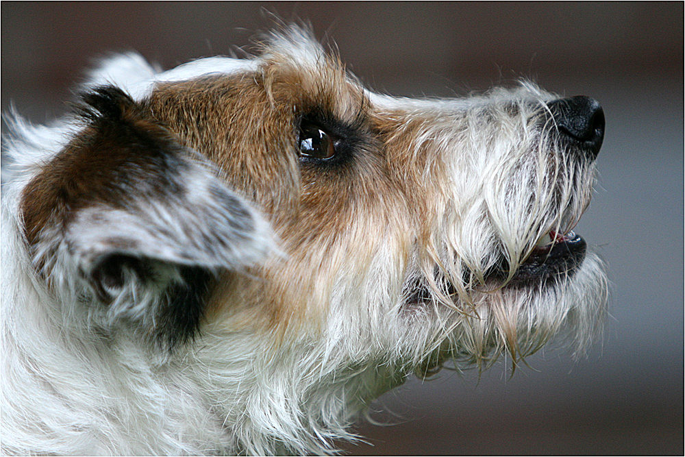 Person Russel Terrier im Profil