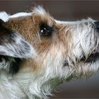 Person Russel Terrier im Profil