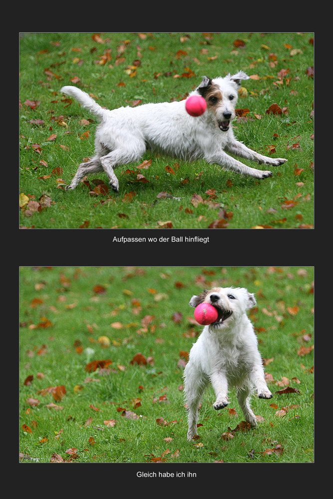 Person Russel Terrier und der Ball