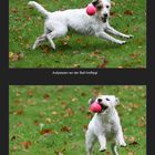 Person Russel Terrier und der Ball