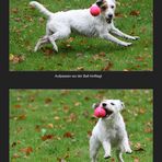 Person Russel Terrier und der Ball