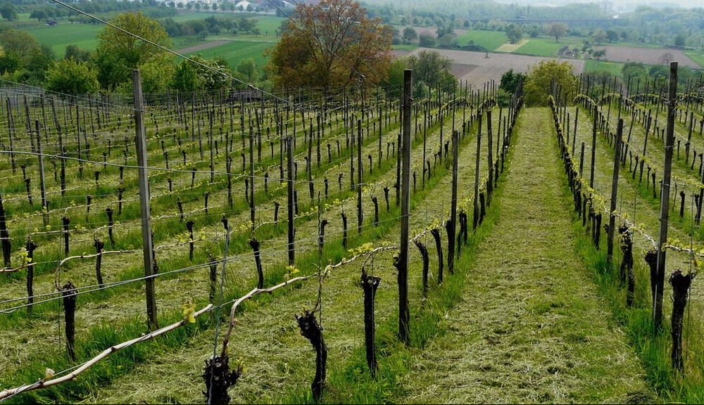 perspective sur les vignes en ''éclosion''