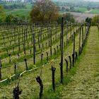 perspective sur les vignes en ''éclosion''