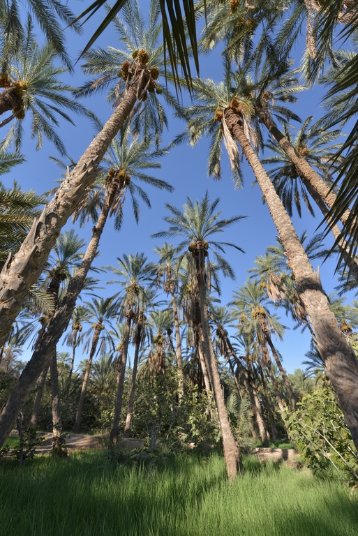 Perspectives sous les palmiers dans l'Oasis de "DEGACHE" en Tunisie