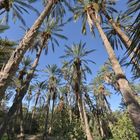 Perspectives sous les palmiers dans l'Oasis de "DEGACHE" en Tunisie