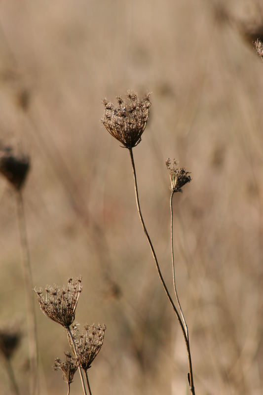 Perspektive im Feld (Gau-Algesheim)