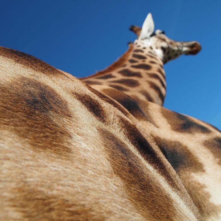 Perspektiven einer Giraffe