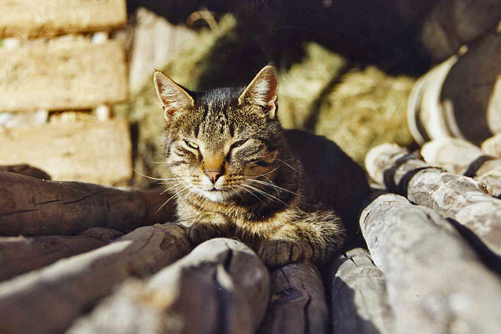 Perspektiven einer Hauskatze