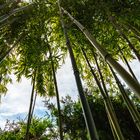 Perspektivischer Bambuswald