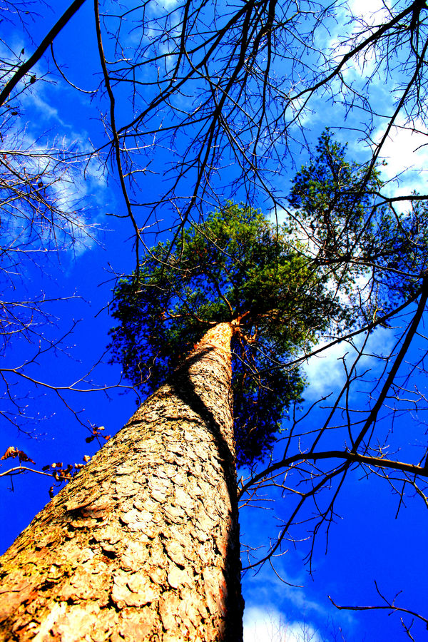 Perspektivischer Baum