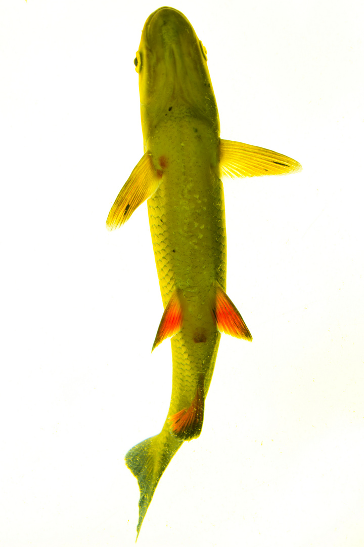 Perspektivwechsel - Fisch (Rotfeder) von unten