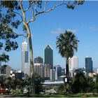 Perth Skyline vom Kings Park