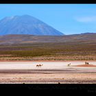 Peru 2007 / Altiplano (Vulkan Misti)