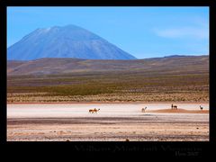 Peru 2007 / Altiplano (Vulkan Misti)