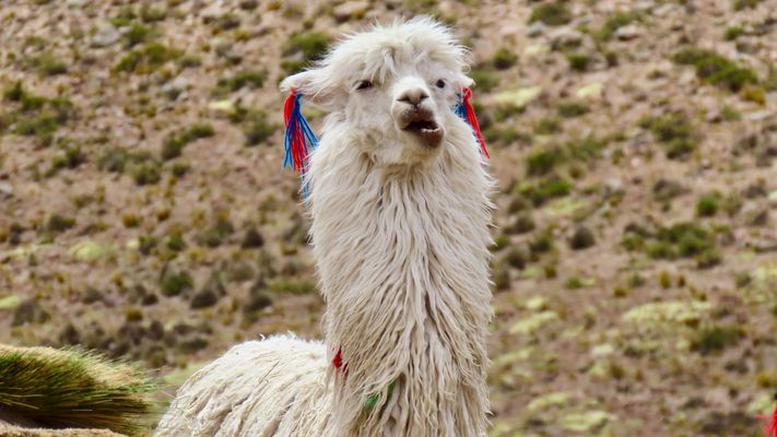 Peru (2023), Alpaca nahe Machu Picchu
