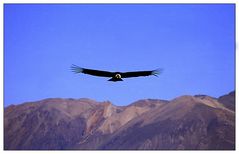 Peru / Anden / Colca Canon