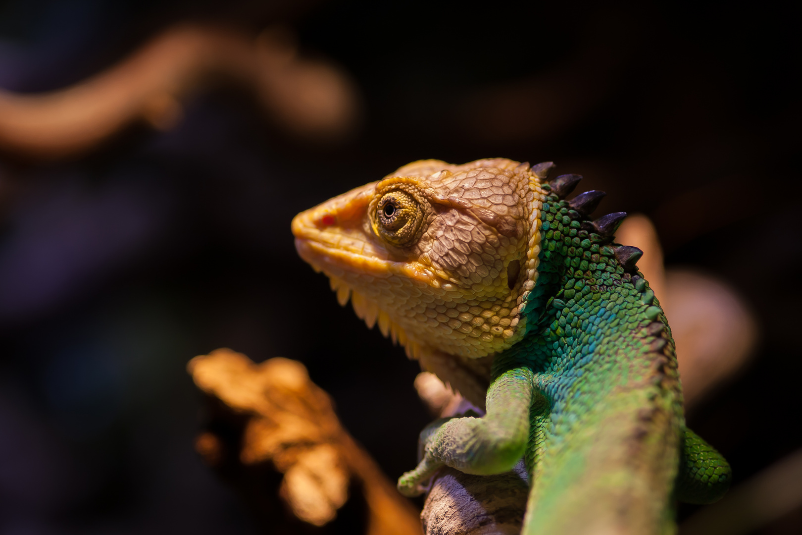 Peru Buntleguan - Polychrus peruvianus