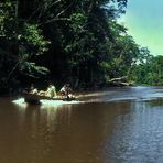 Perú: Im Amazonas Regenwald