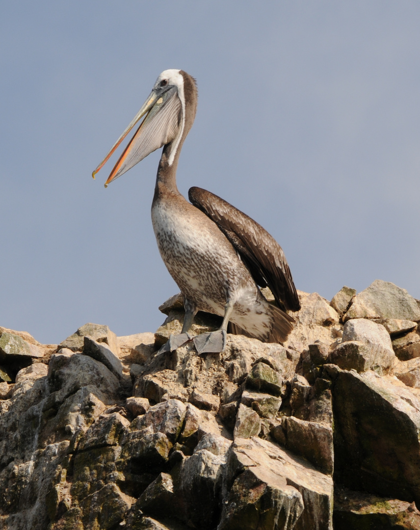 Peru, Islas Ballestas