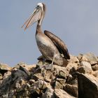 Peru, Islas Ballestas