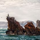 Peru, Islas Ballestas