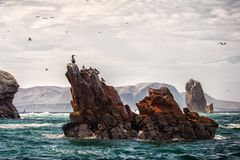 Peru, Islas Ballestas