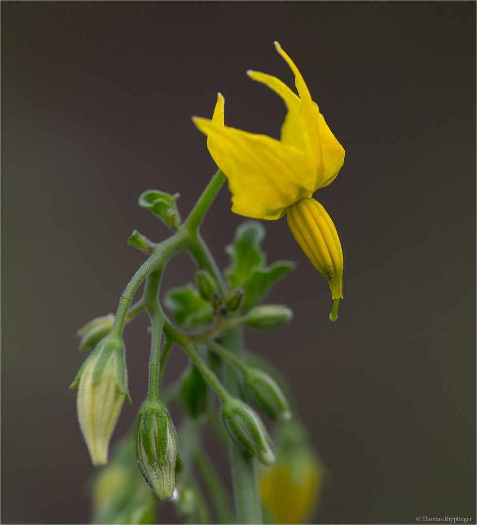 Peruaniche Tomate (Solanum peruvianum).